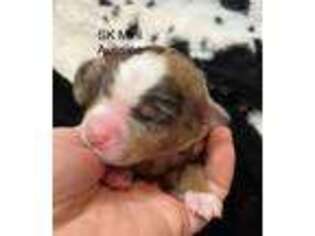 Miniature Australian Shepherd Puppy for sale in Plainville, IL, USA