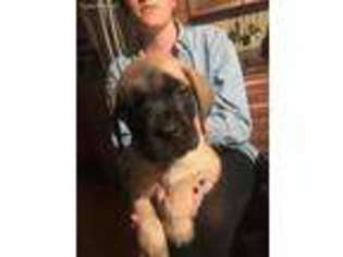 Mastiff Puppy for sale in Chesterton, IN, USA