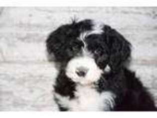 Mutt Puppy for sale in Pella, IA, USA