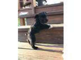 Mutt Puppy for sale in Tyrone, OK, USA