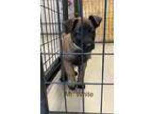 Belgian Malinois Puppy for sale in Labadie, MO, USA