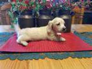 Dachshund Puppy for sale in Celina, OH, USA