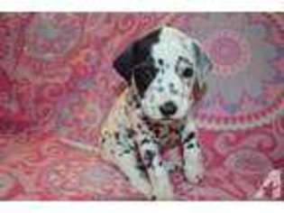 Dalmatian Puppy for sale in POWAY, CA, USA