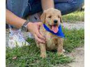 Goldendoodle Puppy for sale in Bismarck, AR, USA
