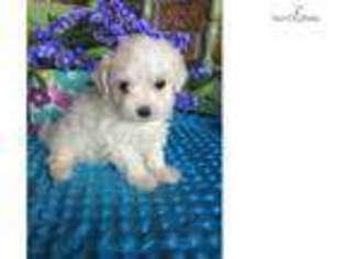 Maltese Puppy for sale in Topeka, KS, USA