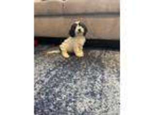 Cavachon Puppy for sale in Oak Lawn, IL, USA