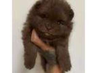 Pomeranian Puppy for sale in Albany, NY, USA