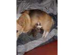Pembroke Welsh Corgi Puppy for sale in Craig, CO, USA