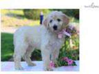 Goldendoodle Puppy for sale in Lexington, KY, USA