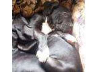 Mastiff Puppy for sale in Soldotna, AK, USA