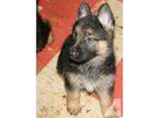 German Shepherd Dog Puppy for sale in PENFIELD, NY, USA