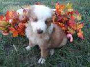 Australian Shepherd Puppy for sale in Eustace, TX, USA