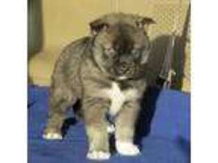 Siberian Husky Puppy for sale in Hiawassee, GA, USA