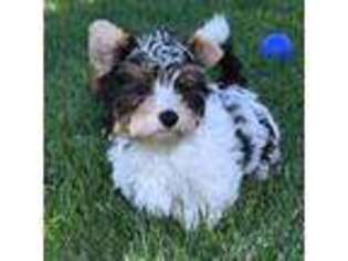 Biewer Terrier Puppy for sale in Mapleton, UT, USA