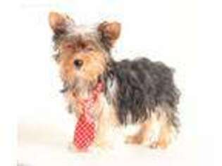 Yorkshire Terrier Puppy for sale in Bakersfield, MO, USA