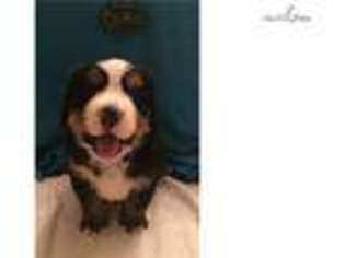 Bernese Mountain Dog Puppy for sale in Lincoln, NE, USA