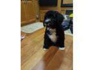 Mutt Puppy for sale in Fort Gibson, OK, USA
