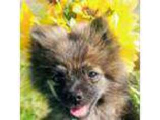 Pomeranian Puppy for sale in Longview, WA, USA