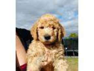 Goldendoodle Puppy for sale in Superior, AZ, USA
