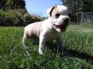 Boston Terrier Puppy for sale in Lexington, MI, USA