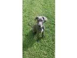 Great Dane Puppy for sale in Jacksonville, FL, USA