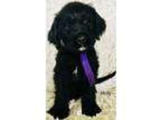 Labradoodle Puppy for sale in Moorcroft, WY, USA