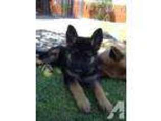 German Shepherd Dog Puppy for sale in FALLON, NV, USA
