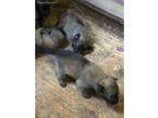Belgian Malinois Puppy for sale in Kennewick, WA, USA