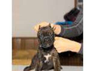 Cane Corso Puppy for sale in Bucyrus, OH, USA
