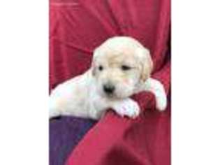 Labradoodle Puppy for sale in Beavertown, PA, USA