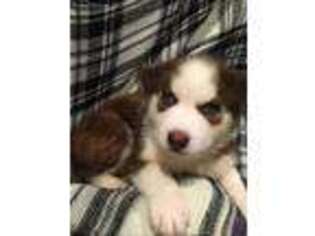 Siberian Husky Puppy for sale in Mount Pleasant Mills, PA, USA