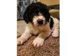 Saint Berdoodle Puppy for sale in Hampton, MN, USA