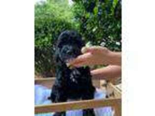 Portuguese Water Dog Puppy for sale in Alpharetta, GA, USA