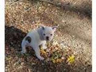 Bulldog Puppy for sale in Leonard, TX, USA