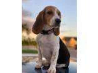 Beagle Puppy for sale in Lehigh Acres, FL, USA