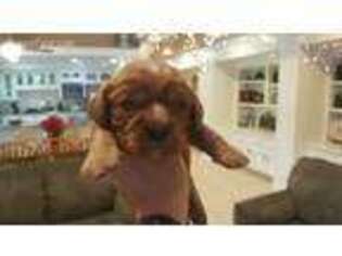 Cavalier King Charles Spaniel Puppy for sale in Folsom, CA, USA