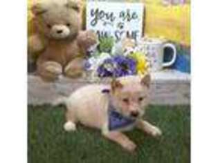 Shiba Inu Puppy for sale in Tucson, AZ, USA