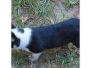 Pembroke Welsh Corgi Puppy for sale in Crystal River, FL, USA