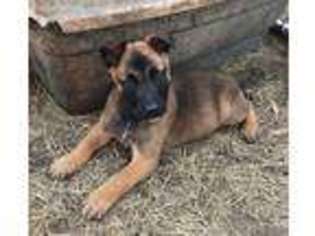 Belgian Malinois Puppy for sale in Jackson Springs, NC, USA