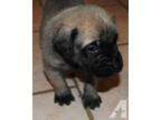 Mastiff Puppy for sale in PLAIN CITY, OH, USA