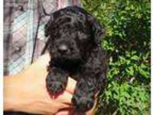 Goldendoodle Puppy for sale in Gresham, OR, USA