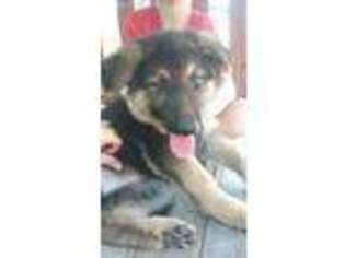 German Shepherd Dog Puppy for sale in Norwood, MO, USA