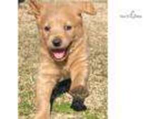 Labradoodle Puppy for sale in Shreveport, LA, USA