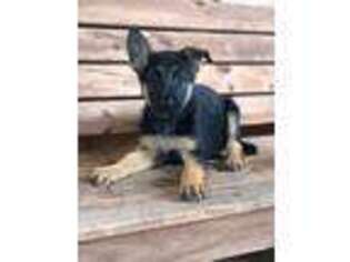 German Shepherd Dog Puppy for sale in Adairsville, GA, USA