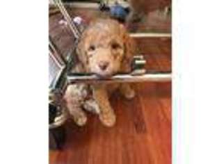 Labradoodle Puppy for sale in Gilroy, CA, USA
