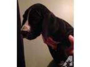 Great Dane Puppy for sale in VALDOSTA, GA, USA