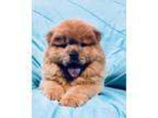 Chow Chow Puppy for sale in Emory, TX, USA