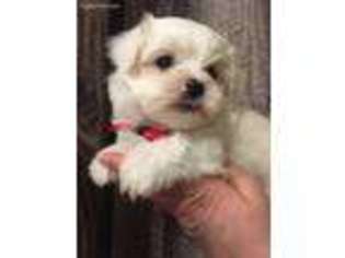 Maltese Puppy for sale in Avoca, MI, USA