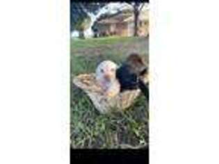 Labrador Retriever Puppy for sale in Louise, TX, USA