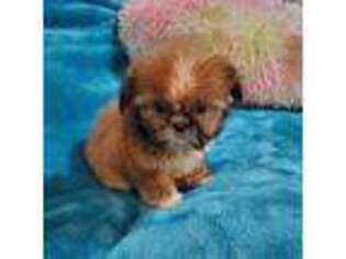 Mutt Puppy for sale in Anna, IL, USA
